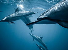 香港一名休班警察疑被困柬埔寨诈骗园区 亮出警察证后才脱困 警务处处长：他是安全的 已派人飞去救援